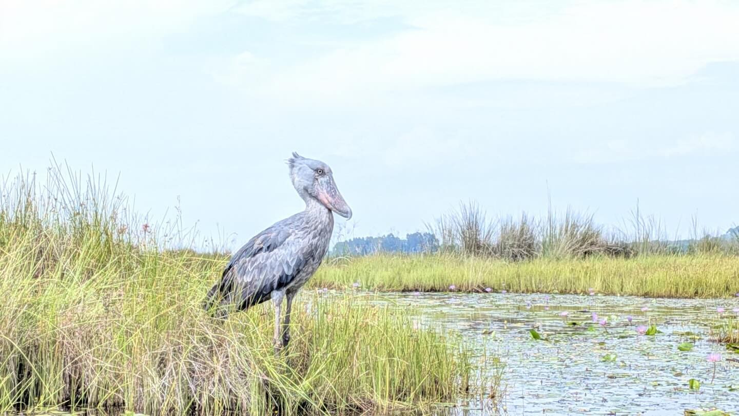 4-Day Uganda Shoebill Safari: Mabamba Swamp & Entebbe Wetlands
