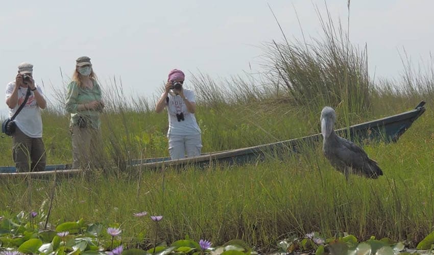 12-Day African Birding Expedition: Uganda's Shoebill & South Africa's Endemic Birds