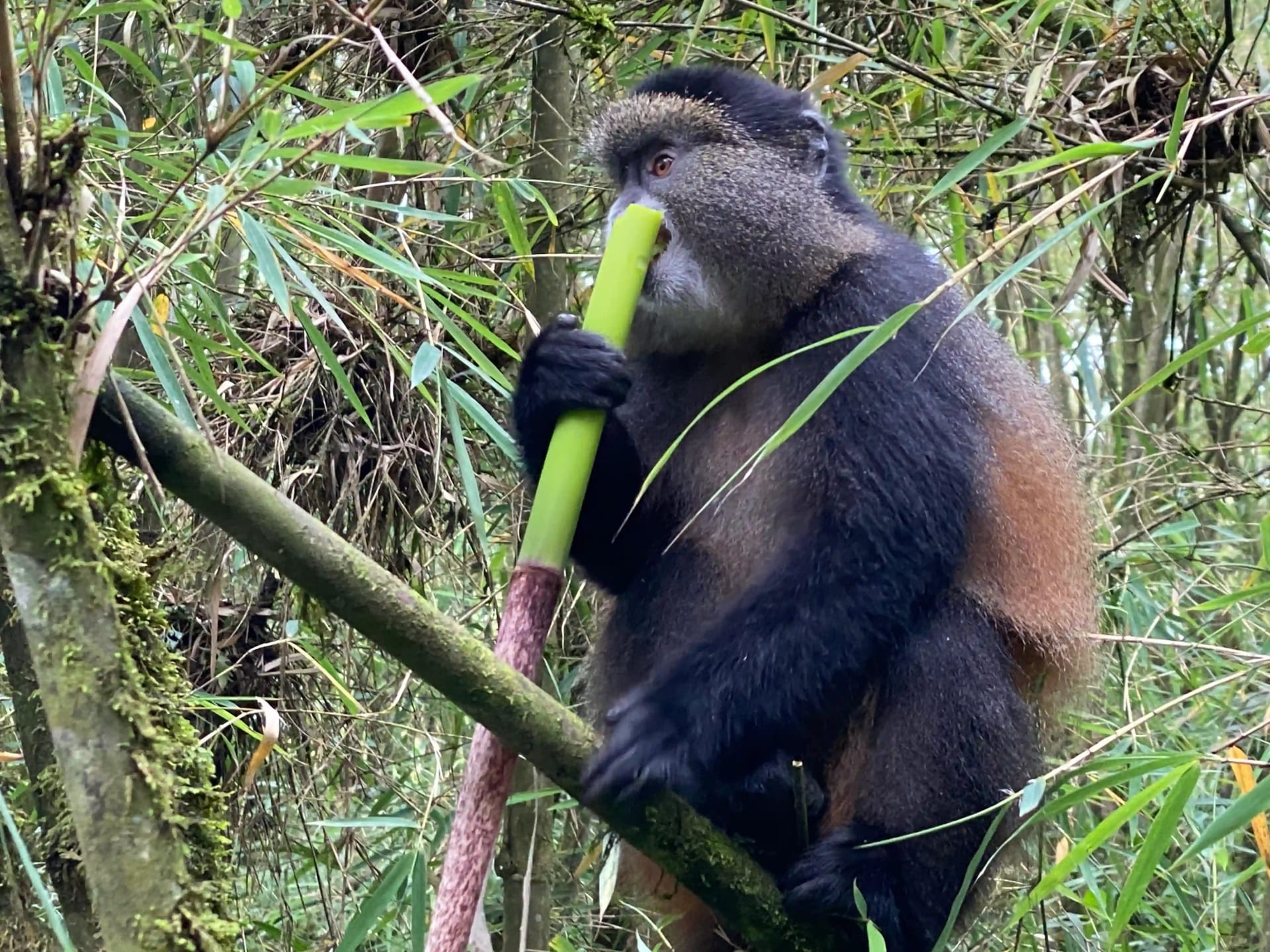 Singe doré mangeant du bambou au parc national de Mgahinga, Ouganda – un primate rare et joueur qui prospère dans les montagnes Virunga.