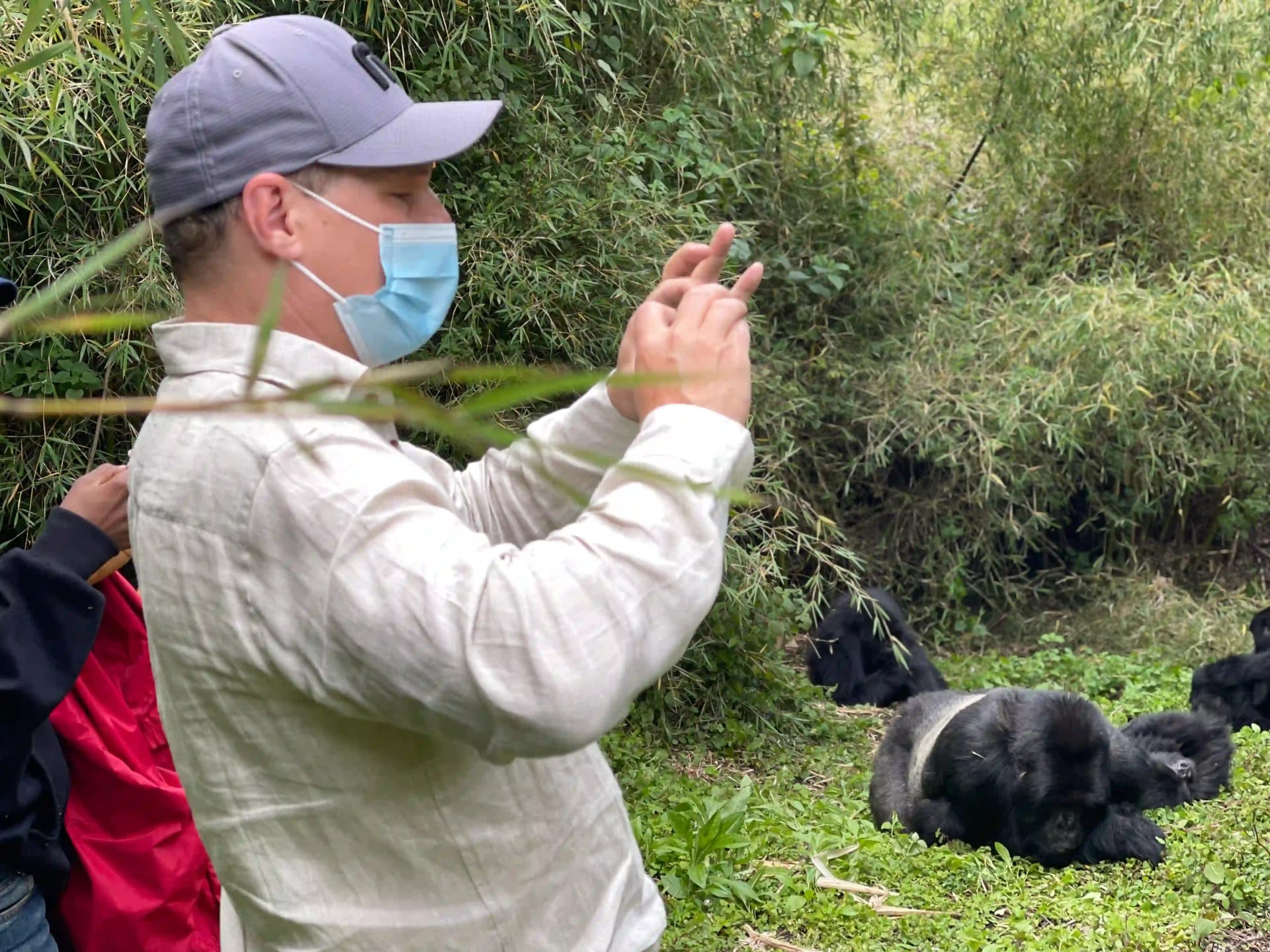 Reisende, die Masken tragen und 8 Meter Abstand zu einem Silberrücken-Gorilla im Wilden halten – interessante Fakten über die Genetik der Berggorilla-Familie.