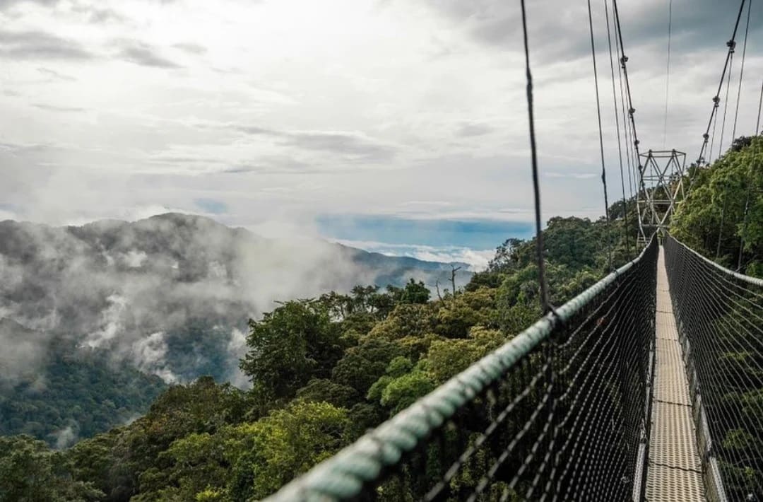 The suspension walkway above a misty mountain forest in Nyungwe