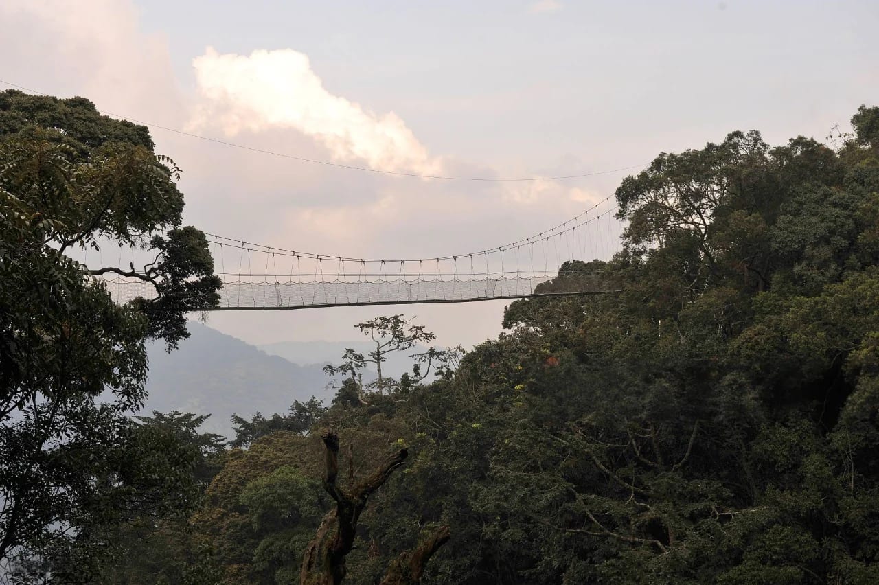 Promenade en canopée au coucher du soleil dans le parc national de Nyungwe : Guide complet de voyage présentant des vues sur la forêt tropicale, un ciel doré et un pont suspendu.
