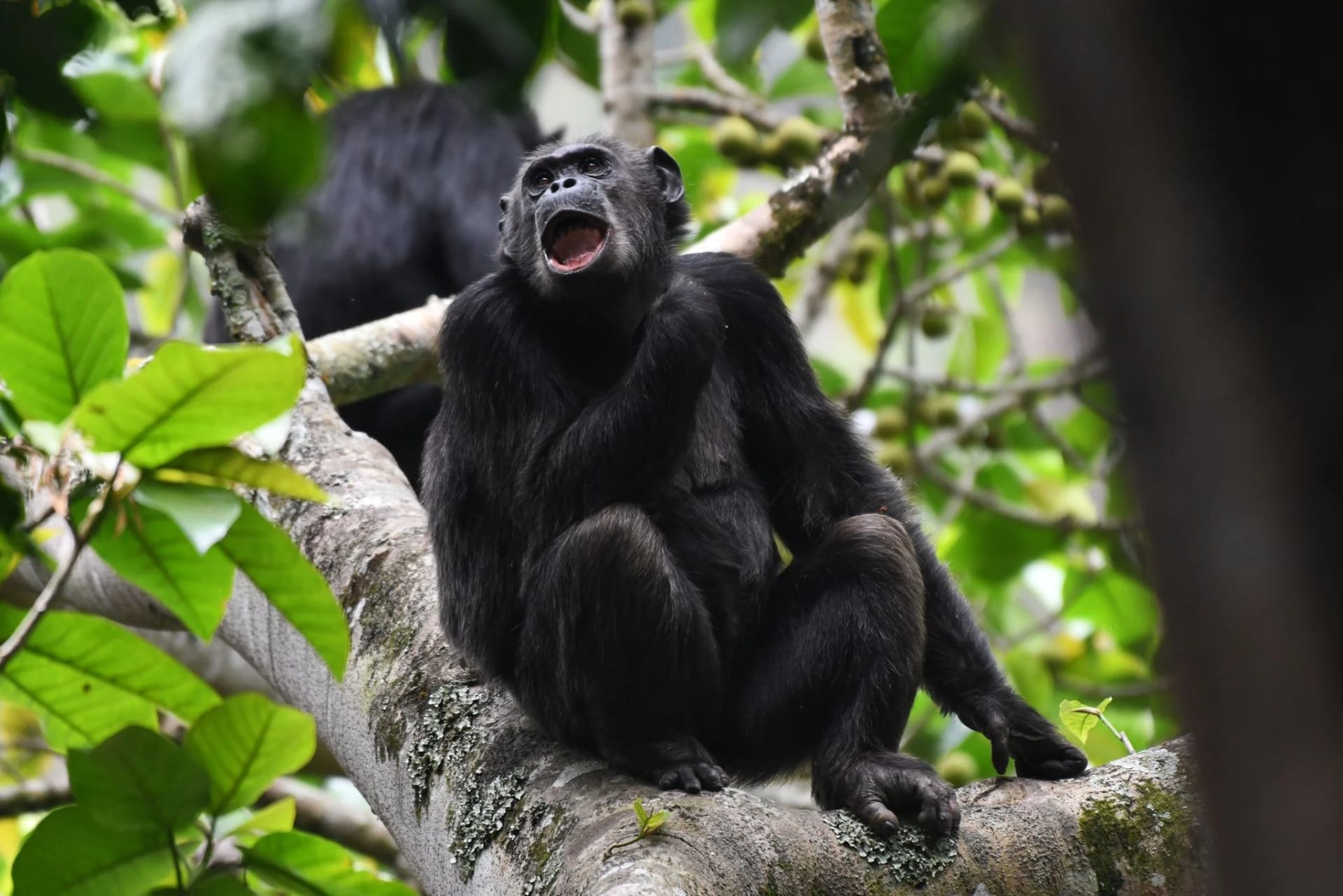 Schimpanse knurrt von einem Baum im Nyungwe Nationalpark in Ruanda und zeigt das Verhalten der Wildtiere im Regenwald.