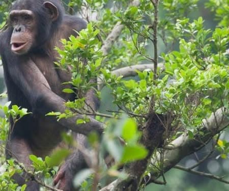 A chimpanzee sitting in a tree in Nyungwe Forest, Rwanda