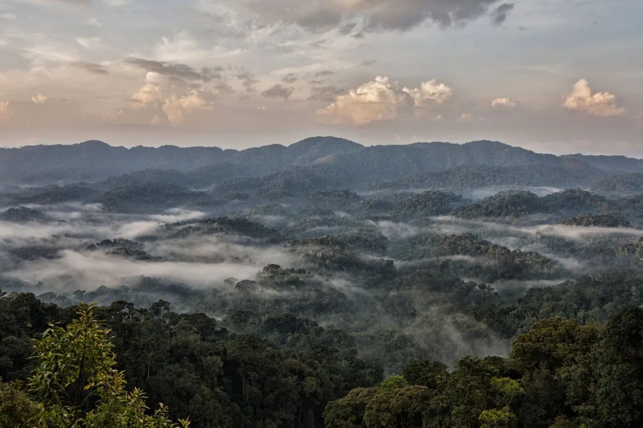 Nebel steigt über die dichte Regenwaldkronen des Nyungwe Nationalparks in Ruanda, zeigt seine üppige Artenvielfalt und die ruhige Berglandschaft.