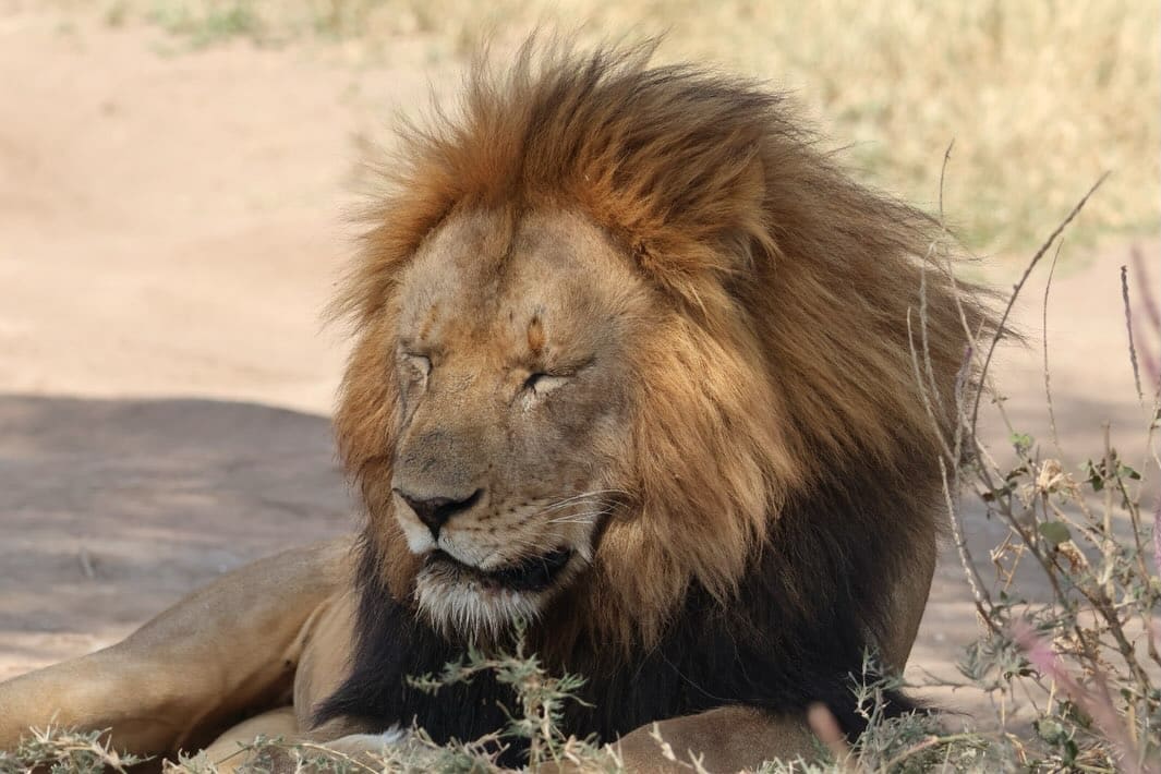 A male lion with a full mane resting in the savanna