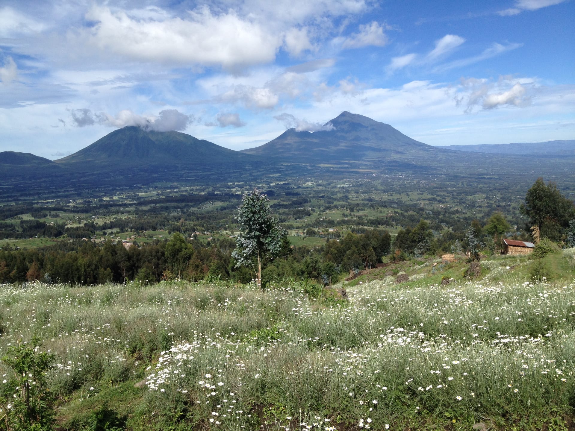 Volcano peaks above flower-covered farmland near Volcanoes National Park, Rwanda