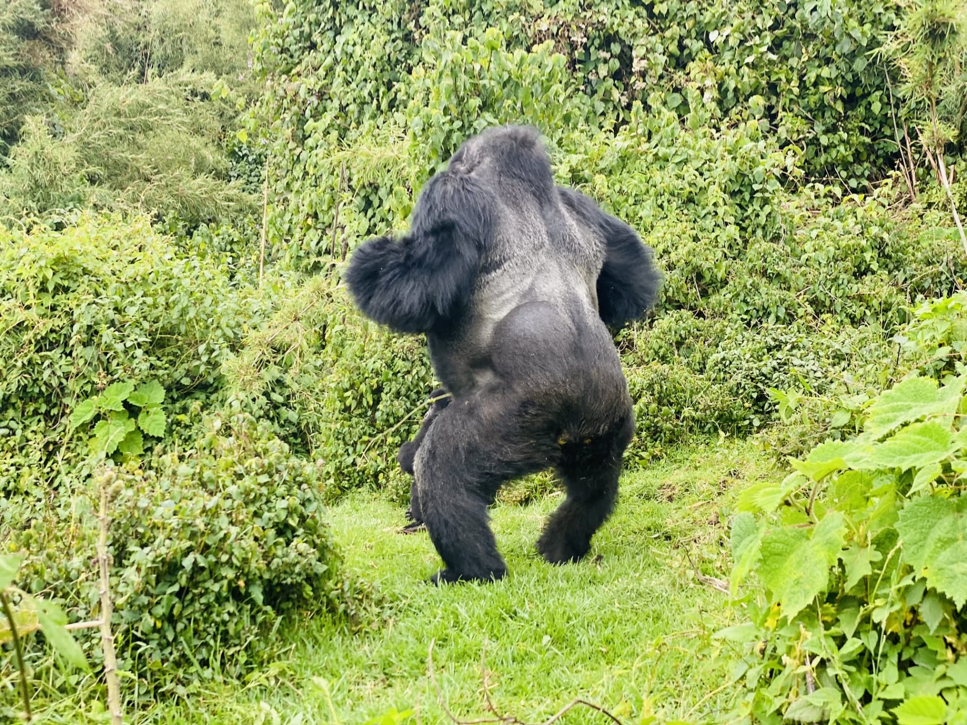 Ein Silberrücken-Gorilla, das durch das grüne Laub wandert