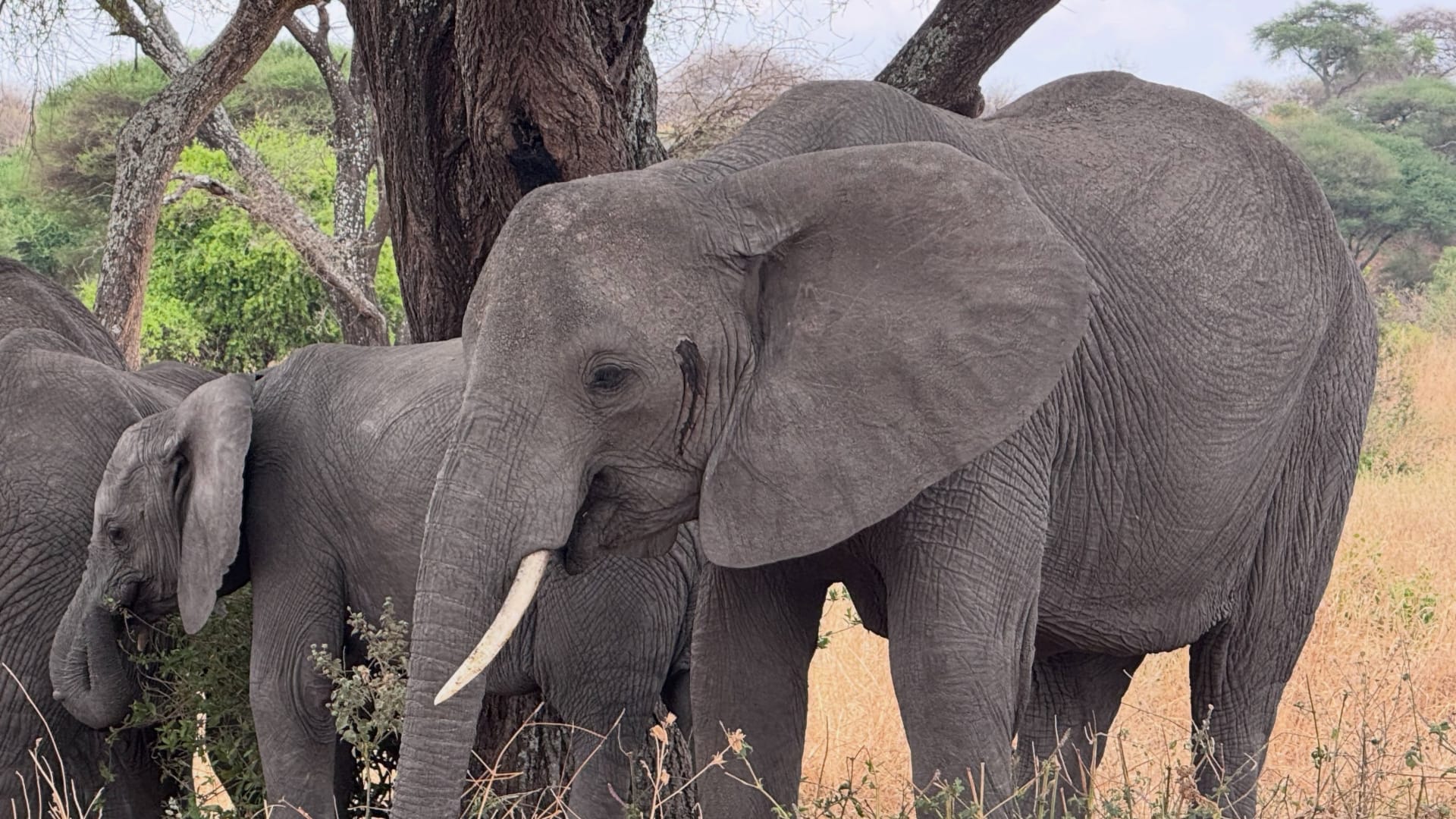 An elephant family feeding beside trees in a South African reserve
