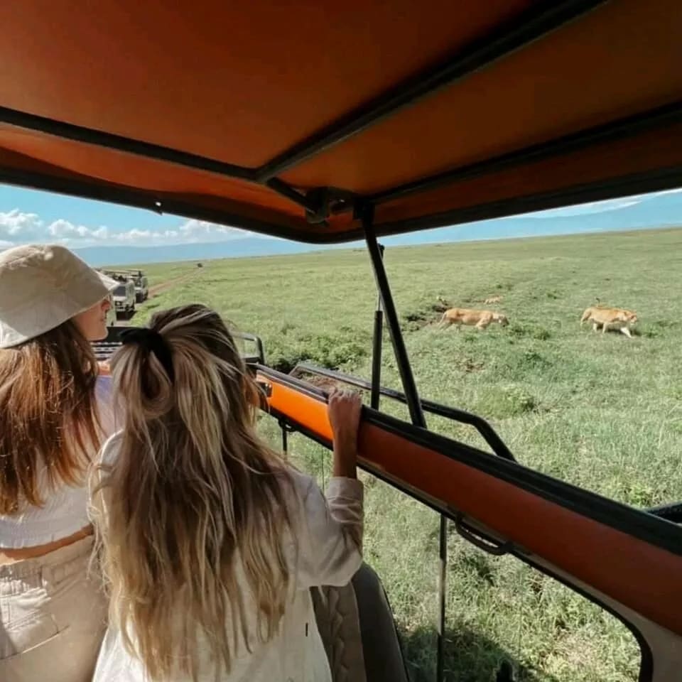 Two women looking out from a safari vehicle at lions on the plain