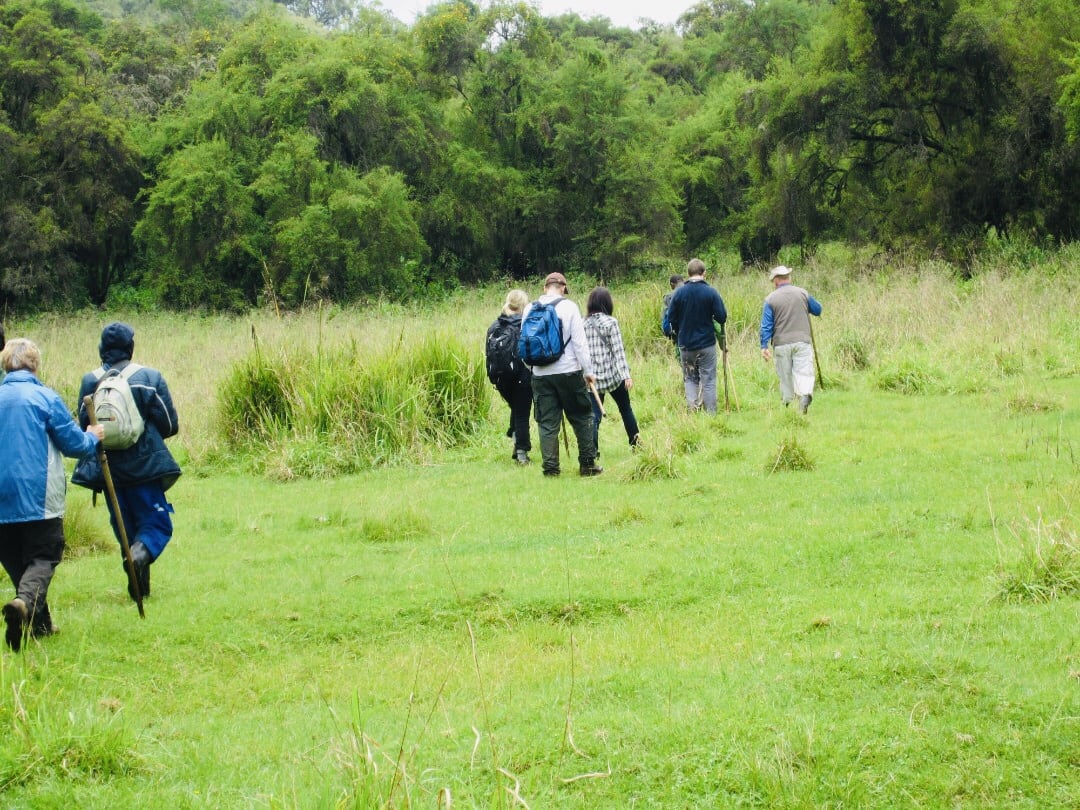 Hikers walking across grassland on the slopes of the Virunga volcanoes