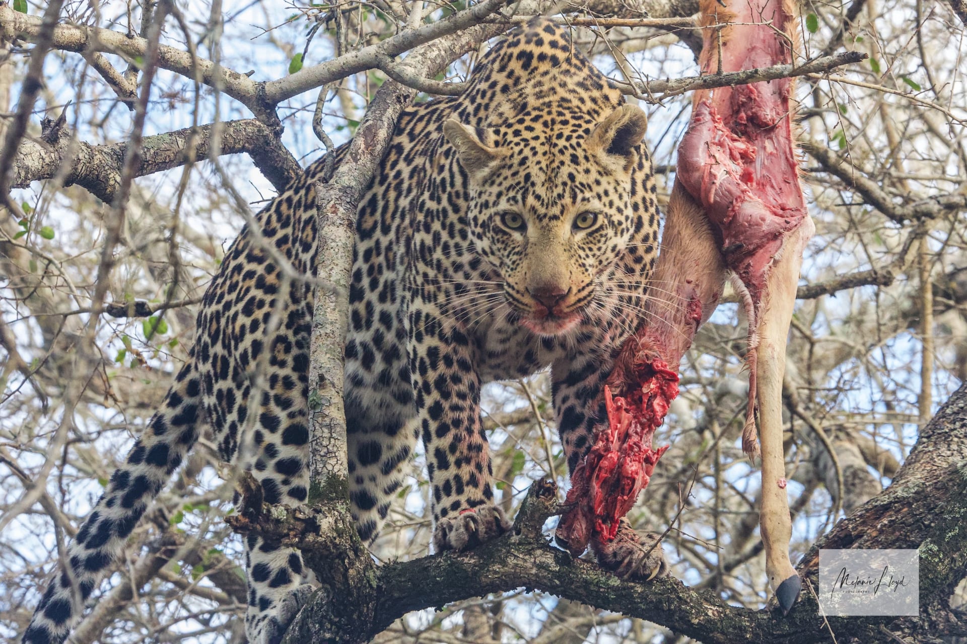 6-Day Luxury Sabi Sands Safari: Big Five & Leopard Tracking