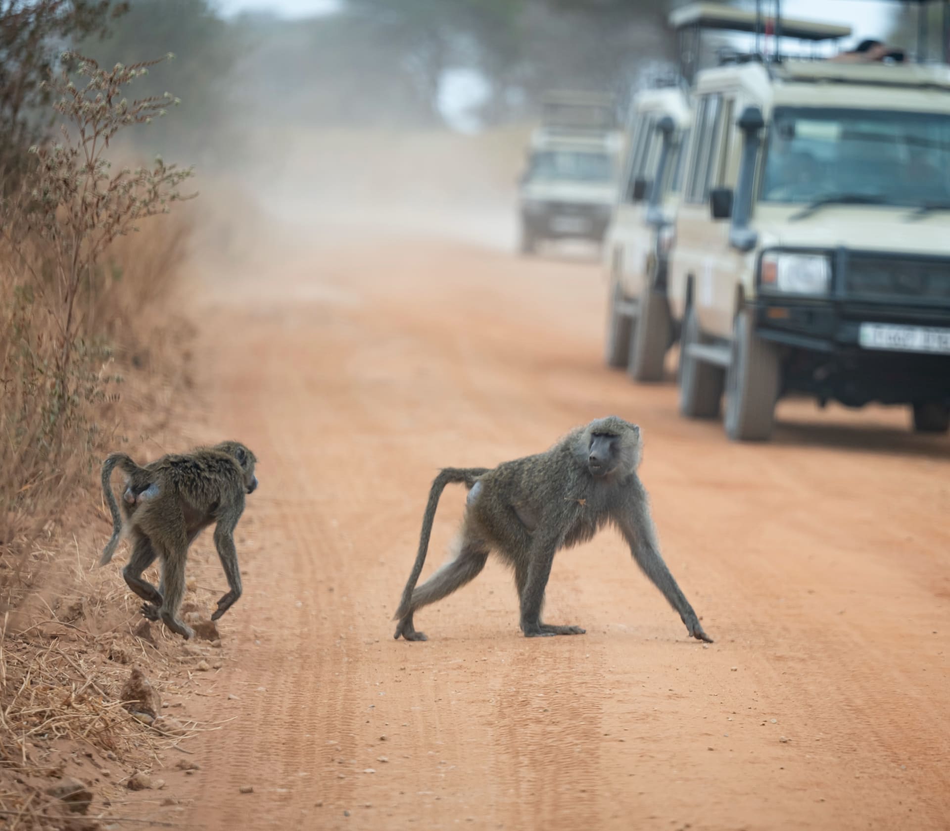 Deux babouins marchant sur une route poussiéreuse avec des véhicules de safari derrière