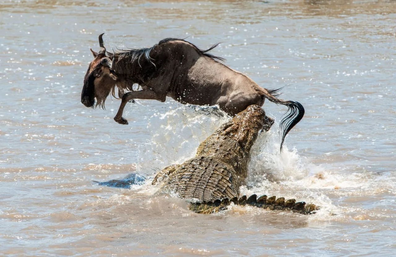 Gnou traversant le fleuve Mara dans le Serengeti du Nord alors qu'un crocodile du Nil attaque pendant la Grande migration des gnous en Tanzanie.