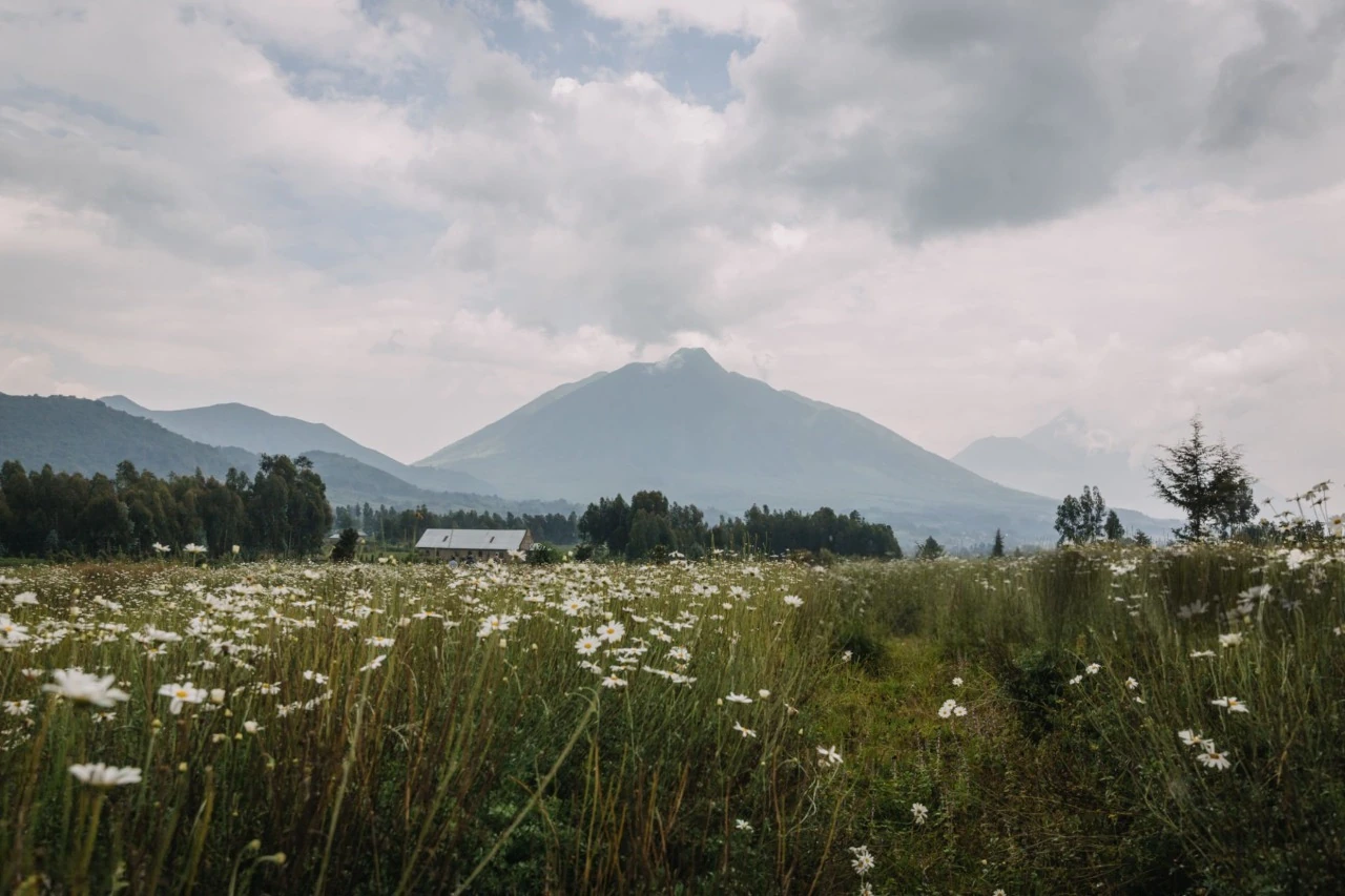 Mount Bisoke dans le parc national des Volcans, vue depuis le pyrèthre