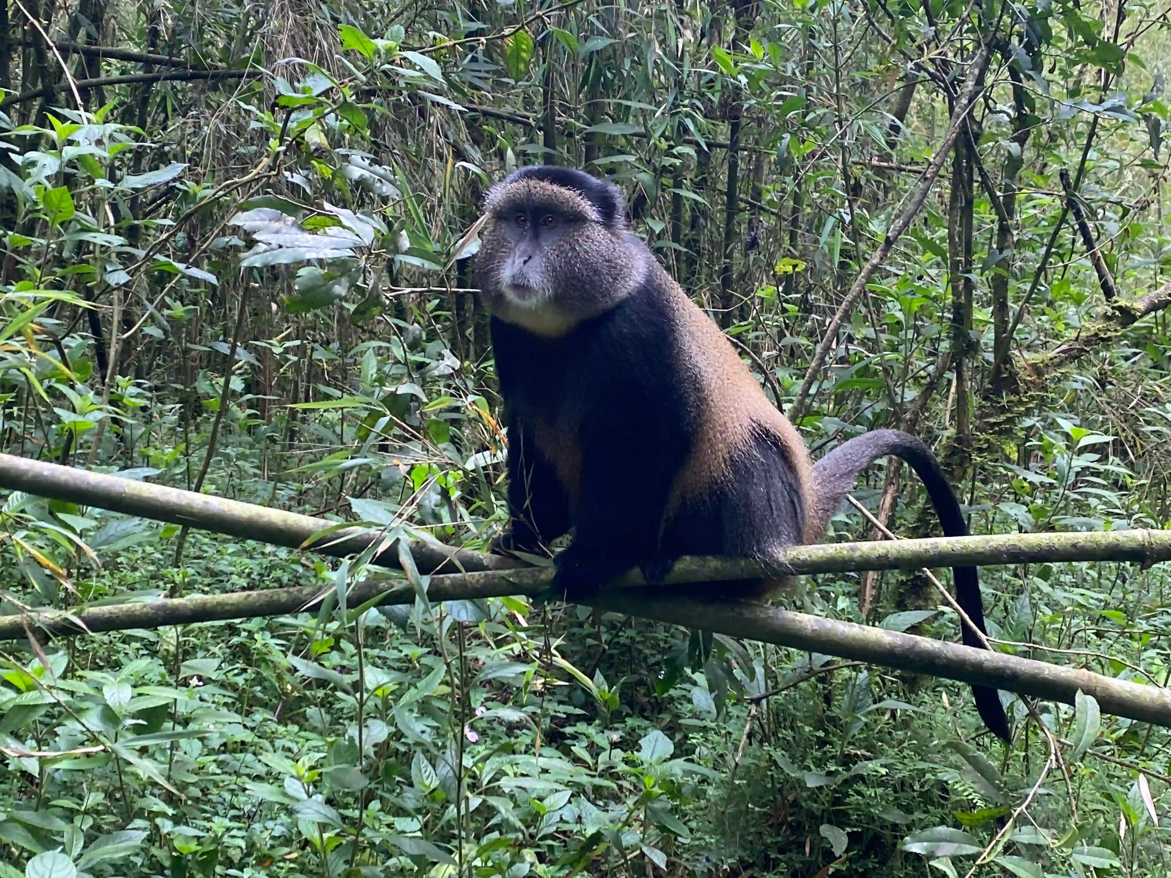 Goldener Makak im Rwanda Volcanoes National Park während der Verfolgung
