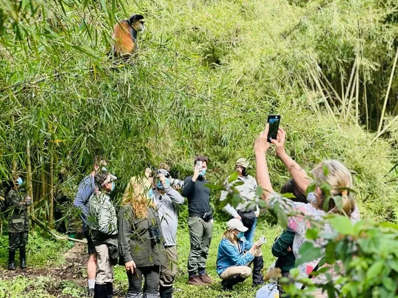 Invitados en la experiencia de rastreo de monos dorados en el Parque Nacional de los Volcanes de Ruanda