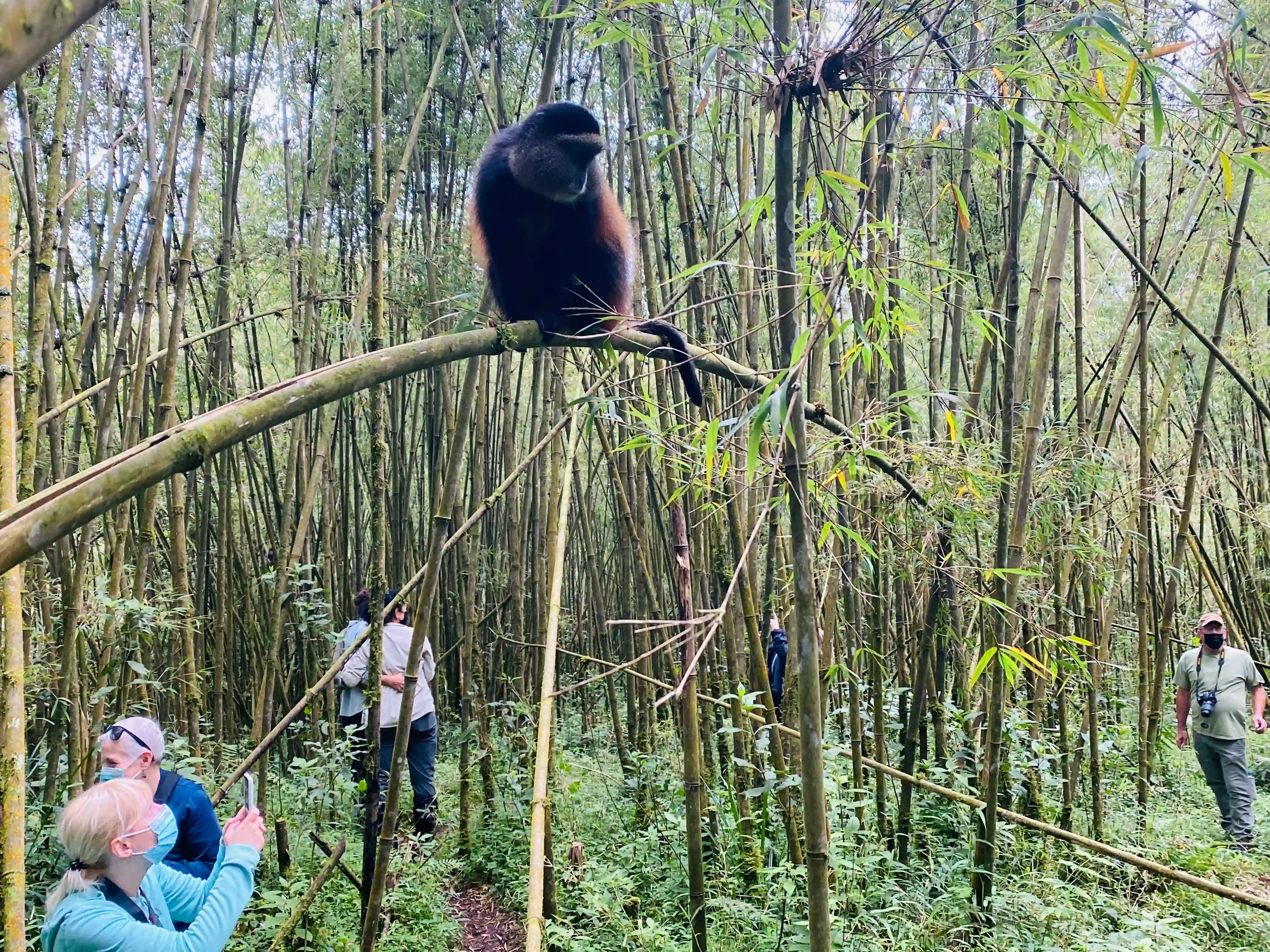 Huéspedes disfrutando del seguimiento de los monos dorados en el Parque Nacional Volcánes, Ruanda.