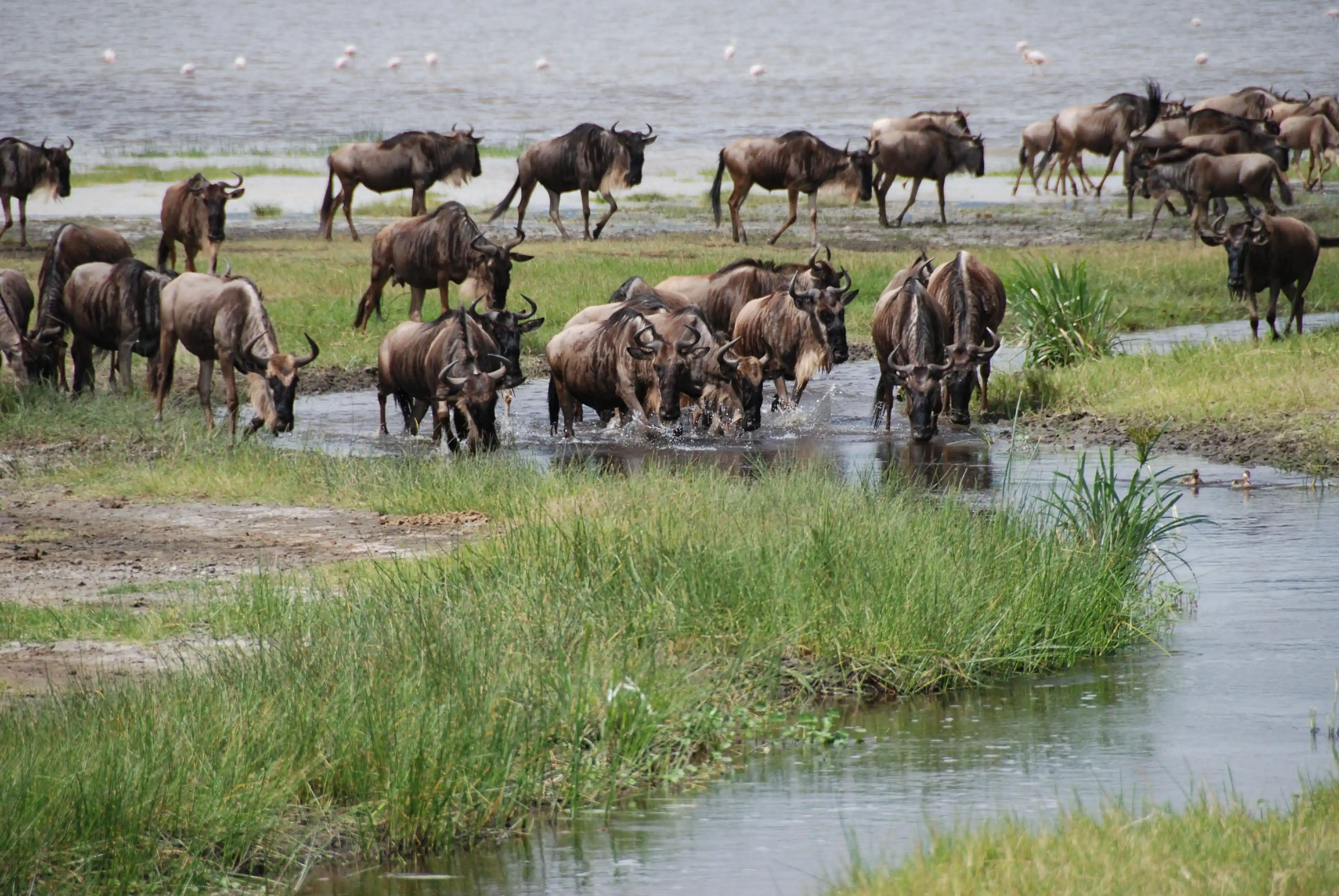 Gnus beim Trinken am Fluss im Serengeti-Nationalpark während einer 14‑tägigen Safari