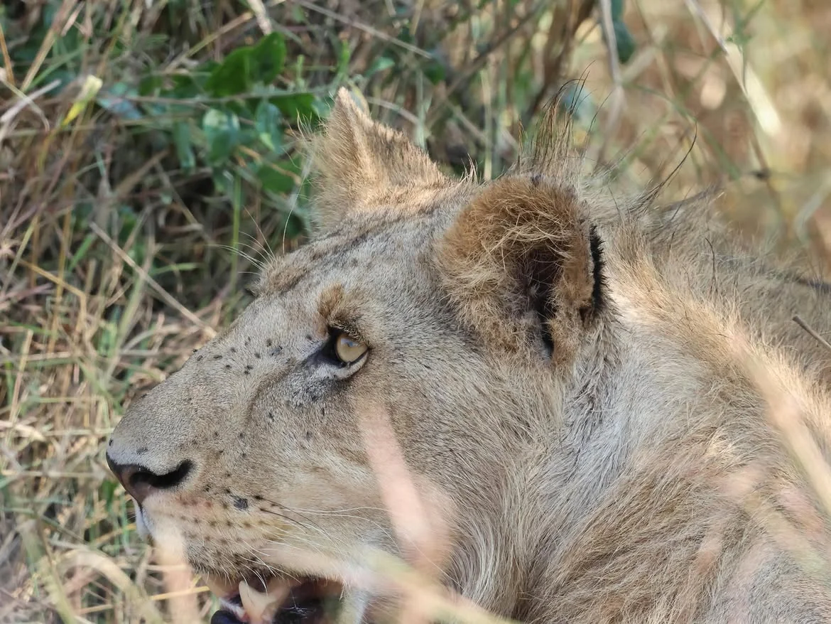 Un león descansando en la mata dentro del Parque Nacional Ngorongoro
