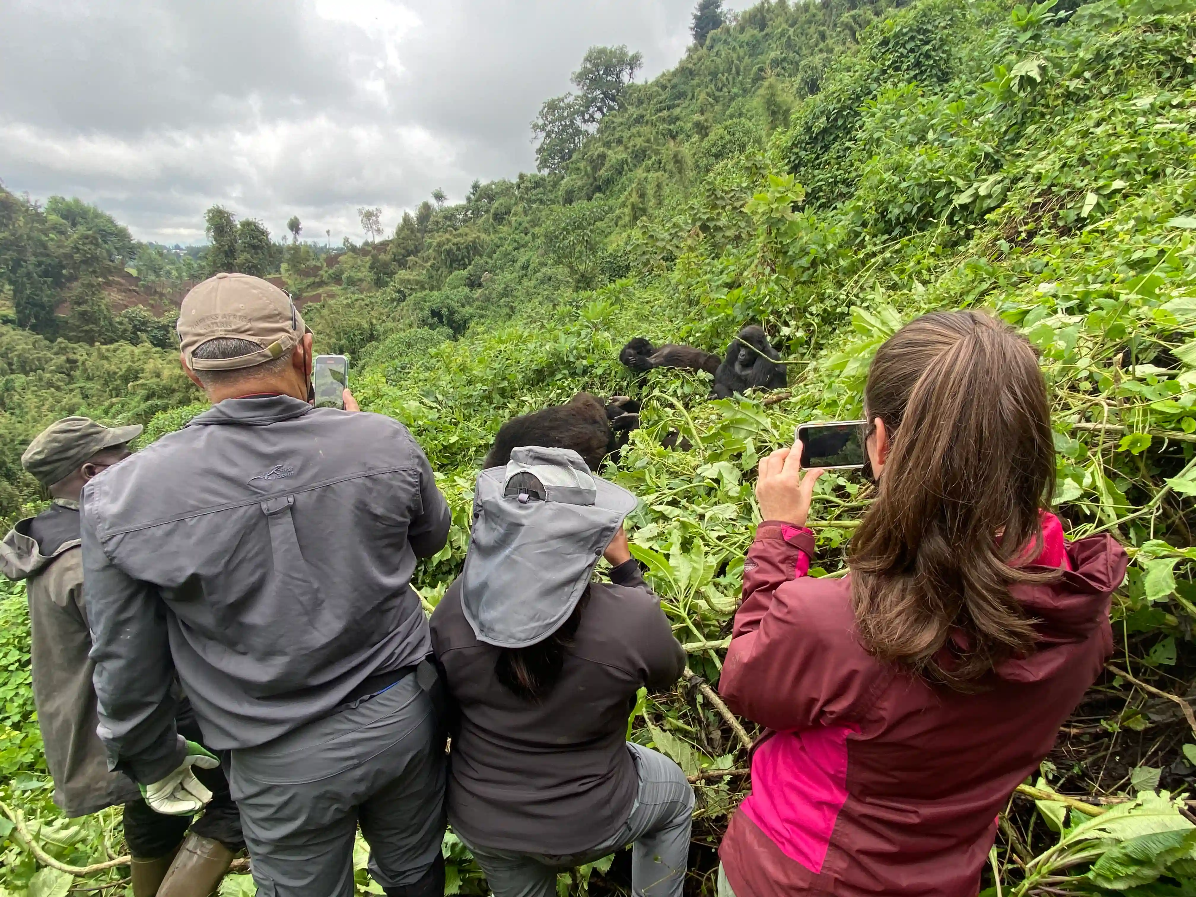 Huéspedes observando a una familia de gorilas de montaña durante una experiencia guiada de trekking de gorilas en el Bwindi Impenetrable National Park, Uganda, en un safari de 19 días por el este de África.