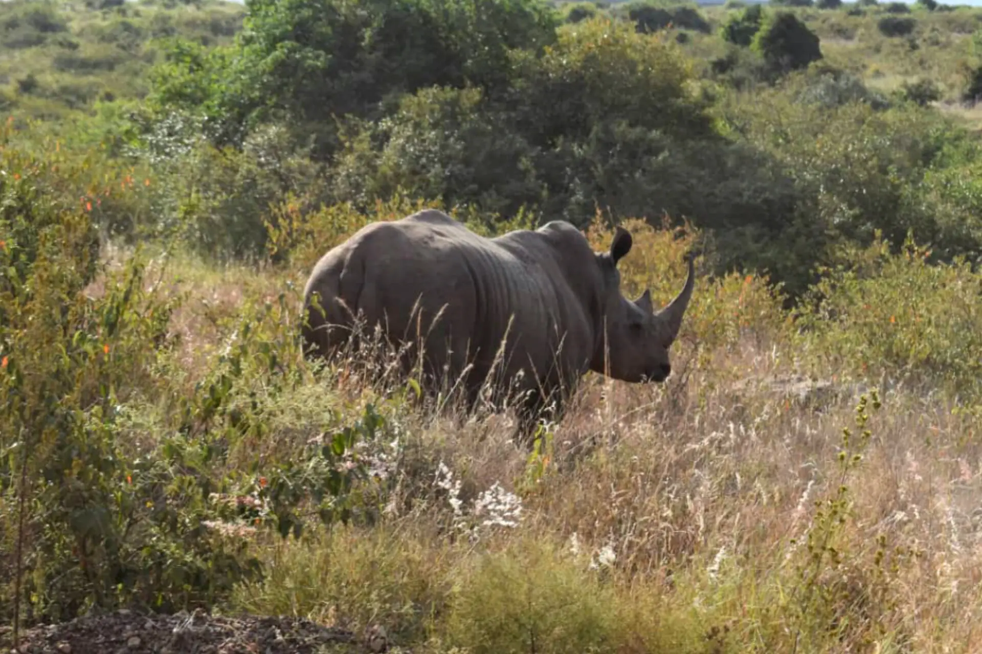 Nashorn streift durch den Akagera-Nationalpark