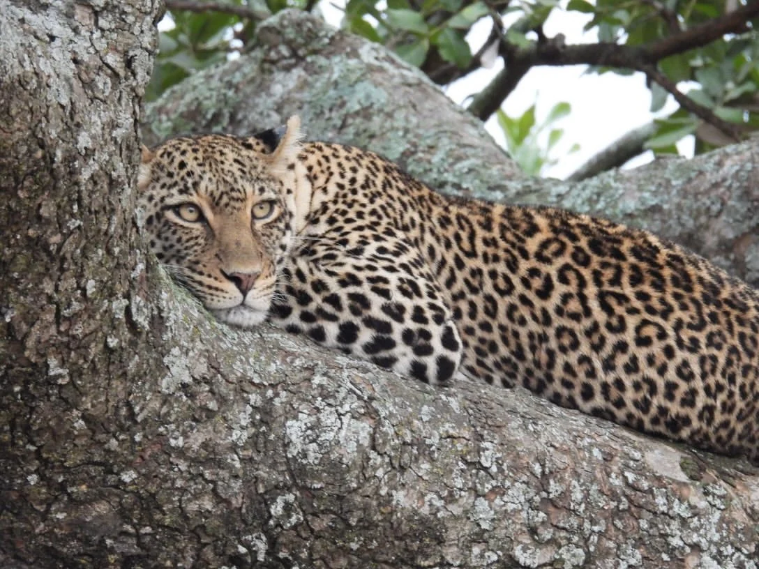 Leopard, der in einem Baum im Serengeti-Nationalpark ruht
