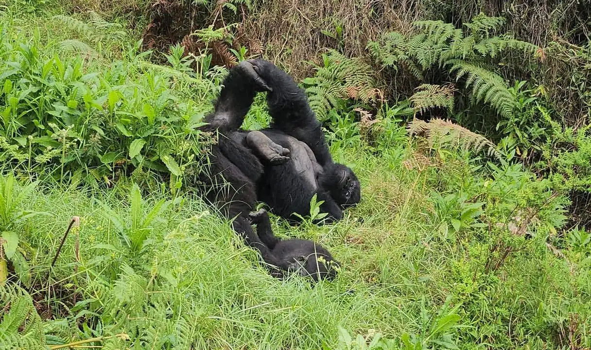 Mountain gorilla resting in a nest in Bwindi Impenetrable Forest, Uganda