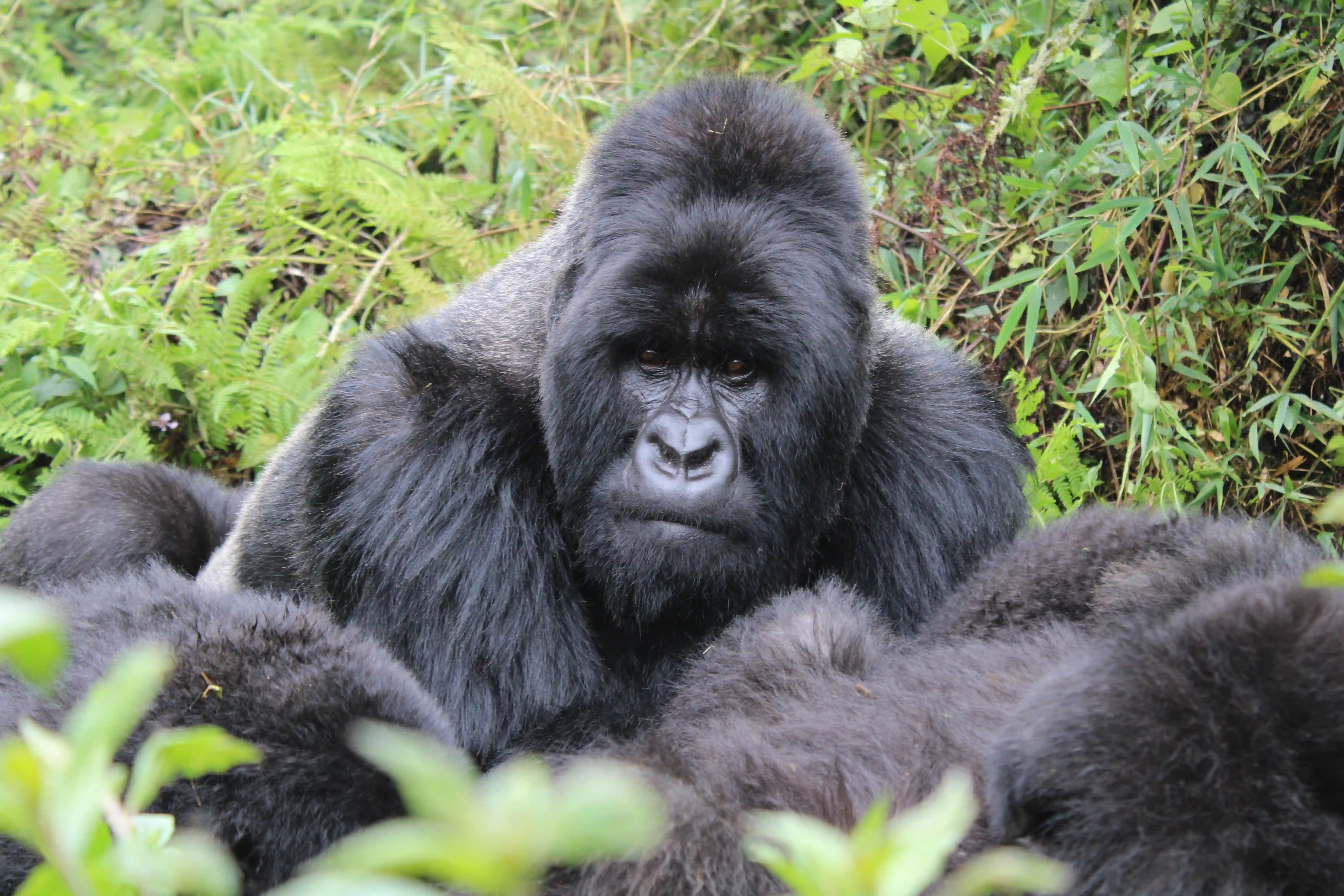 Berggorilla in ihrem Nest im Bwindi während einer 7‑tägigen Gorilla‑Trekking‑Safari in Uganda
