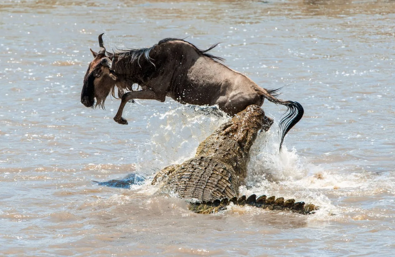 Crocodile attrapant un gnou lors de la Grande Migration traversant la rivière Mara en Tanzanie