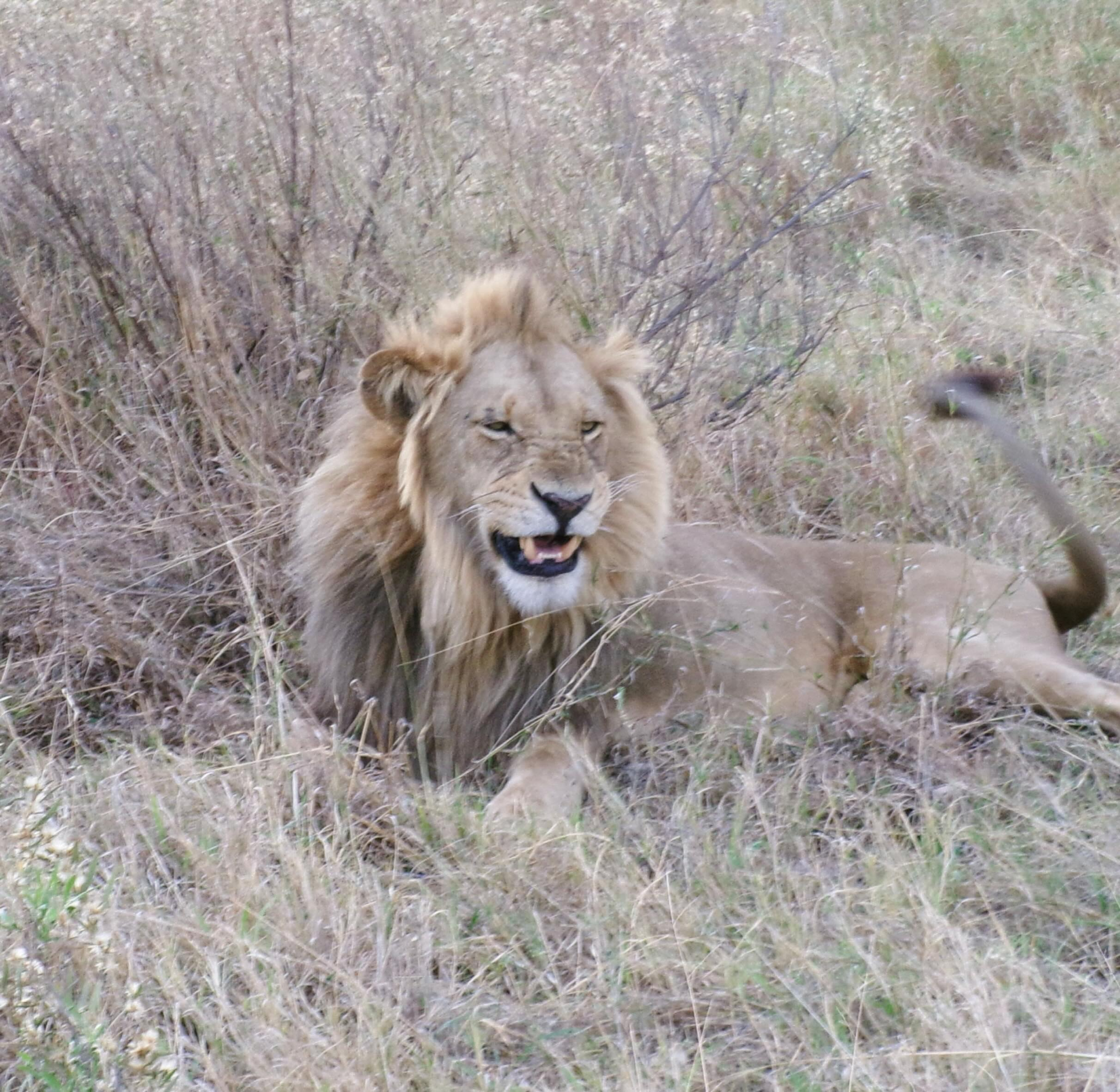 A male lion with a dark mane lying in dry grass