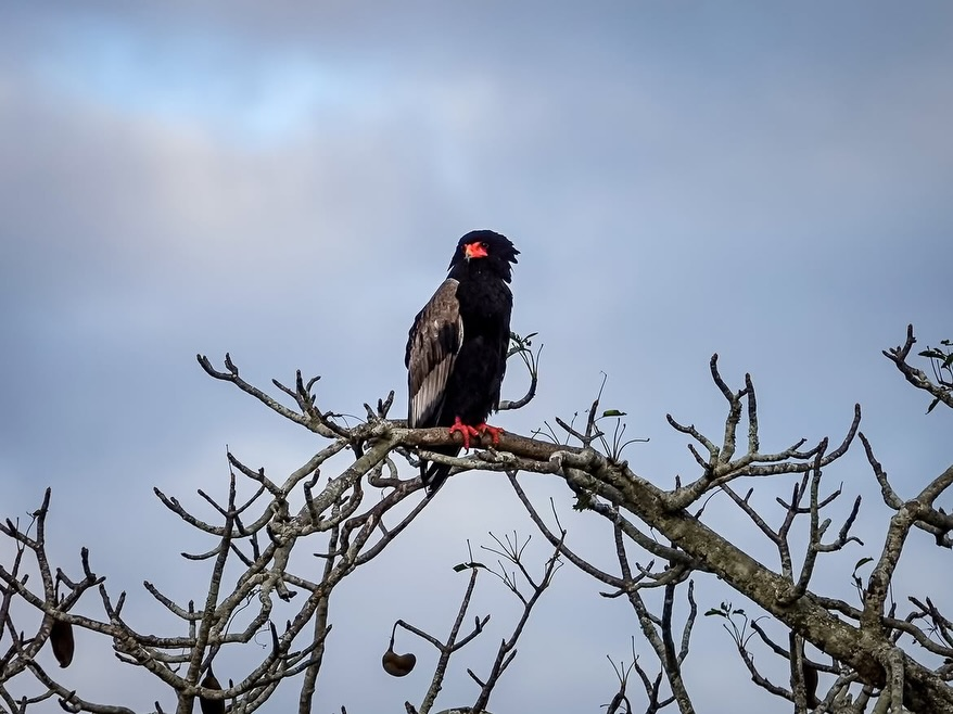A large dark raptor perched on a bare thorn tree against a cloudy sky