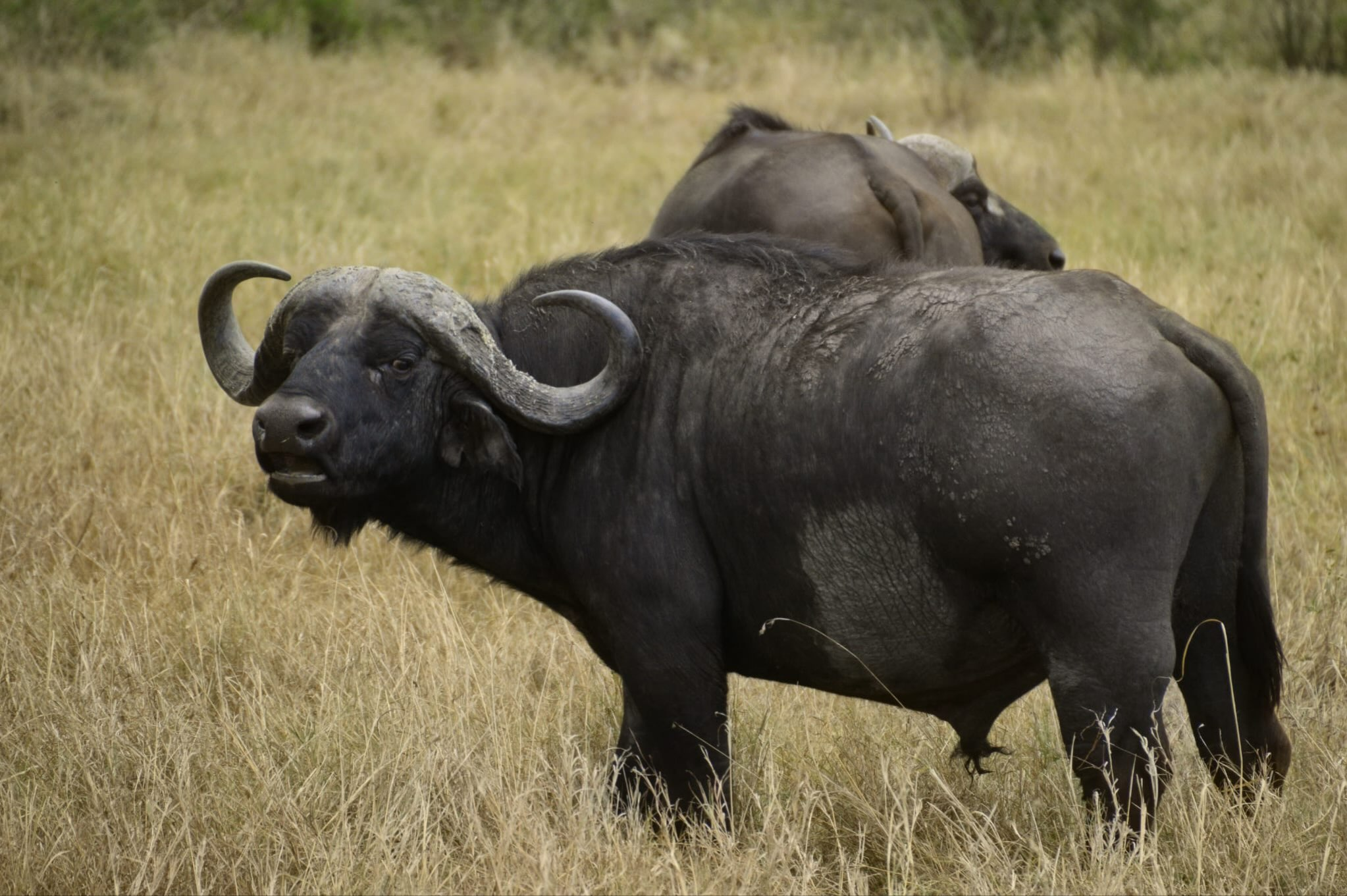 Two cape buffalo standing in dry grass