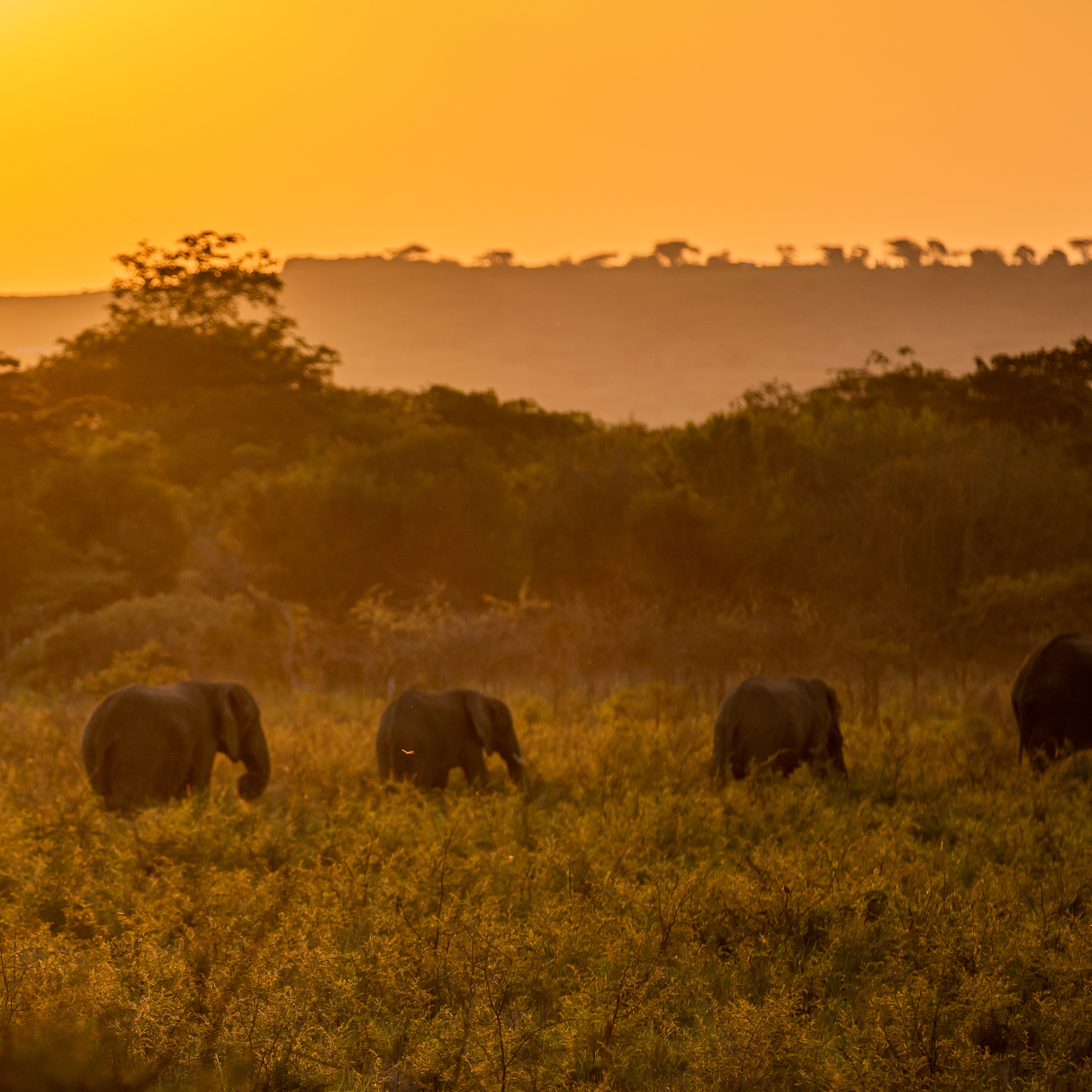 A herd of elephants walking through golden light on the savanna