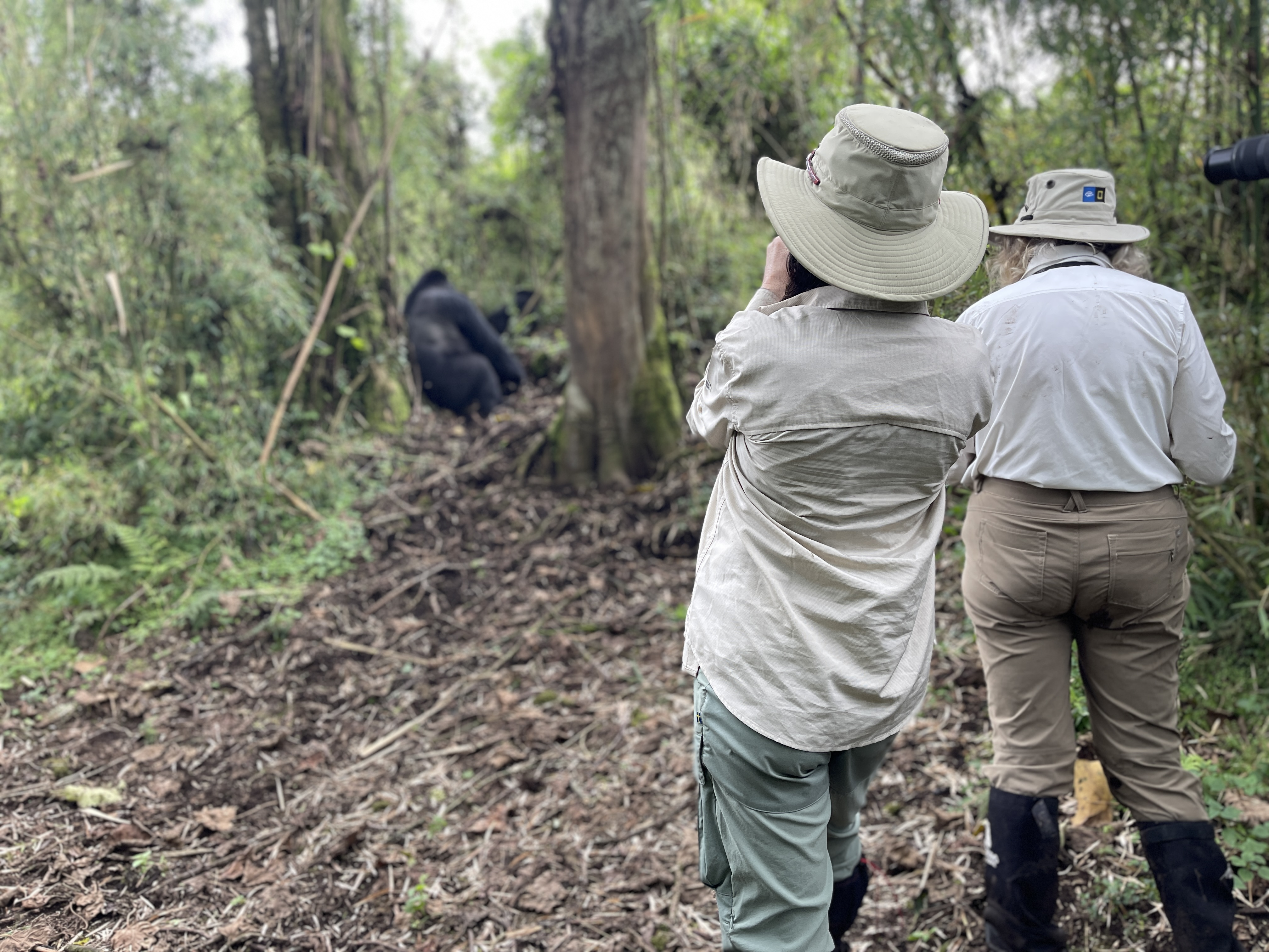 Two trekkers in sun hats watching gorillas in the forest