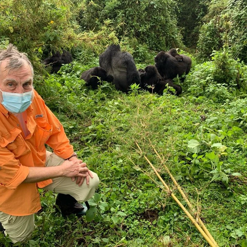 A man crouching in vegetation with several gorillas behind him