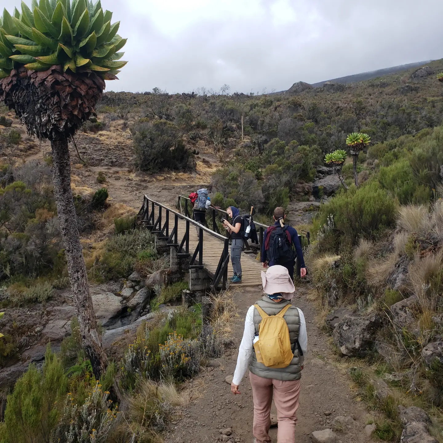 A hiker on a path with a giant groundsel plant and a wooden bridge on Kilimanjaro