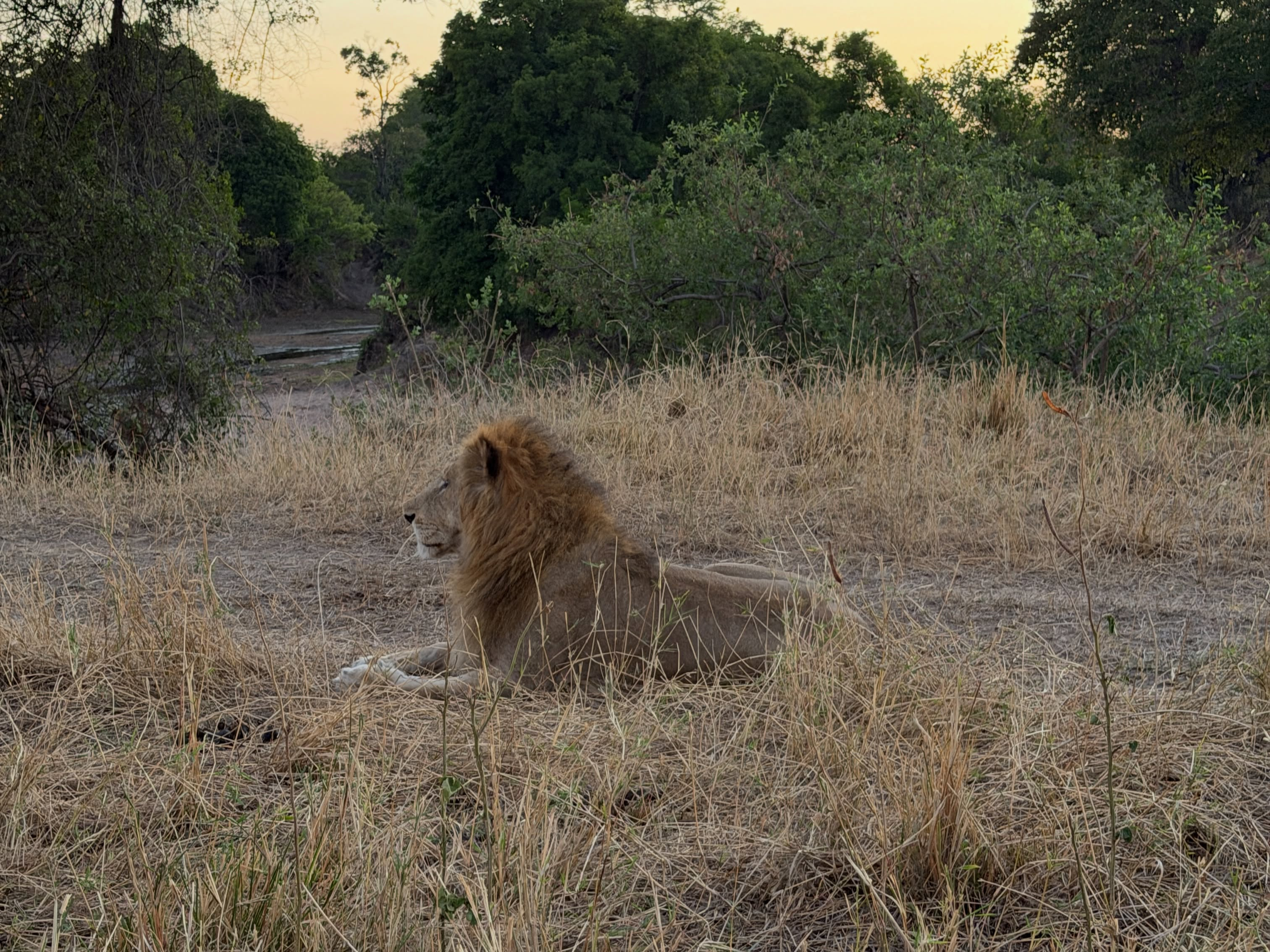 A male lion resting beneath trees in dry bush