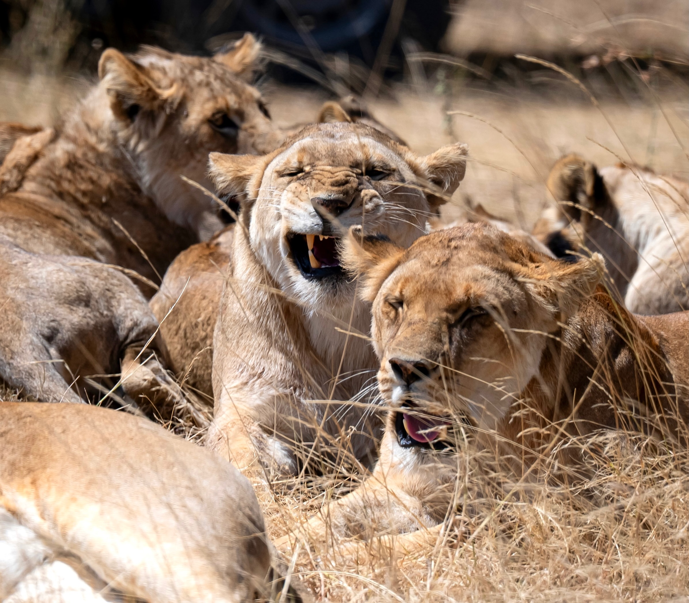 A pride of lionesses crowding together in the early morning