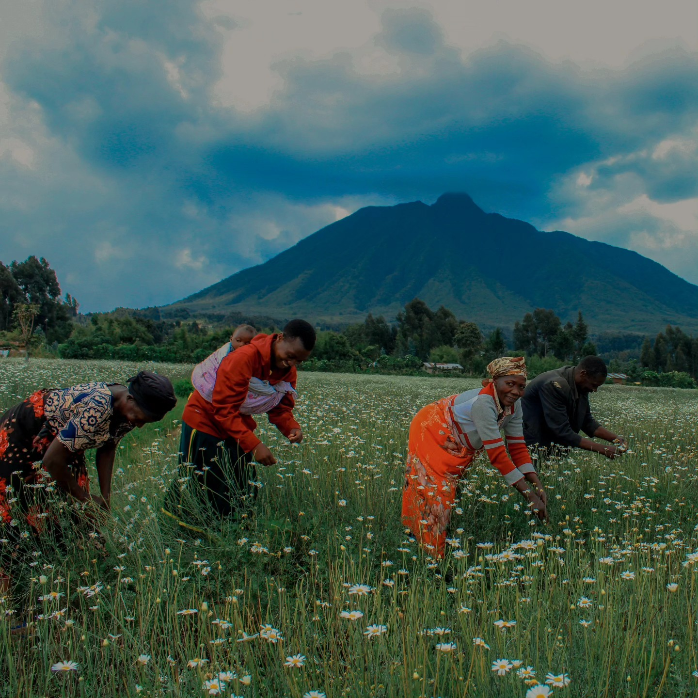 Farmers picking flowers in a field below a volcano in northern Rwanda