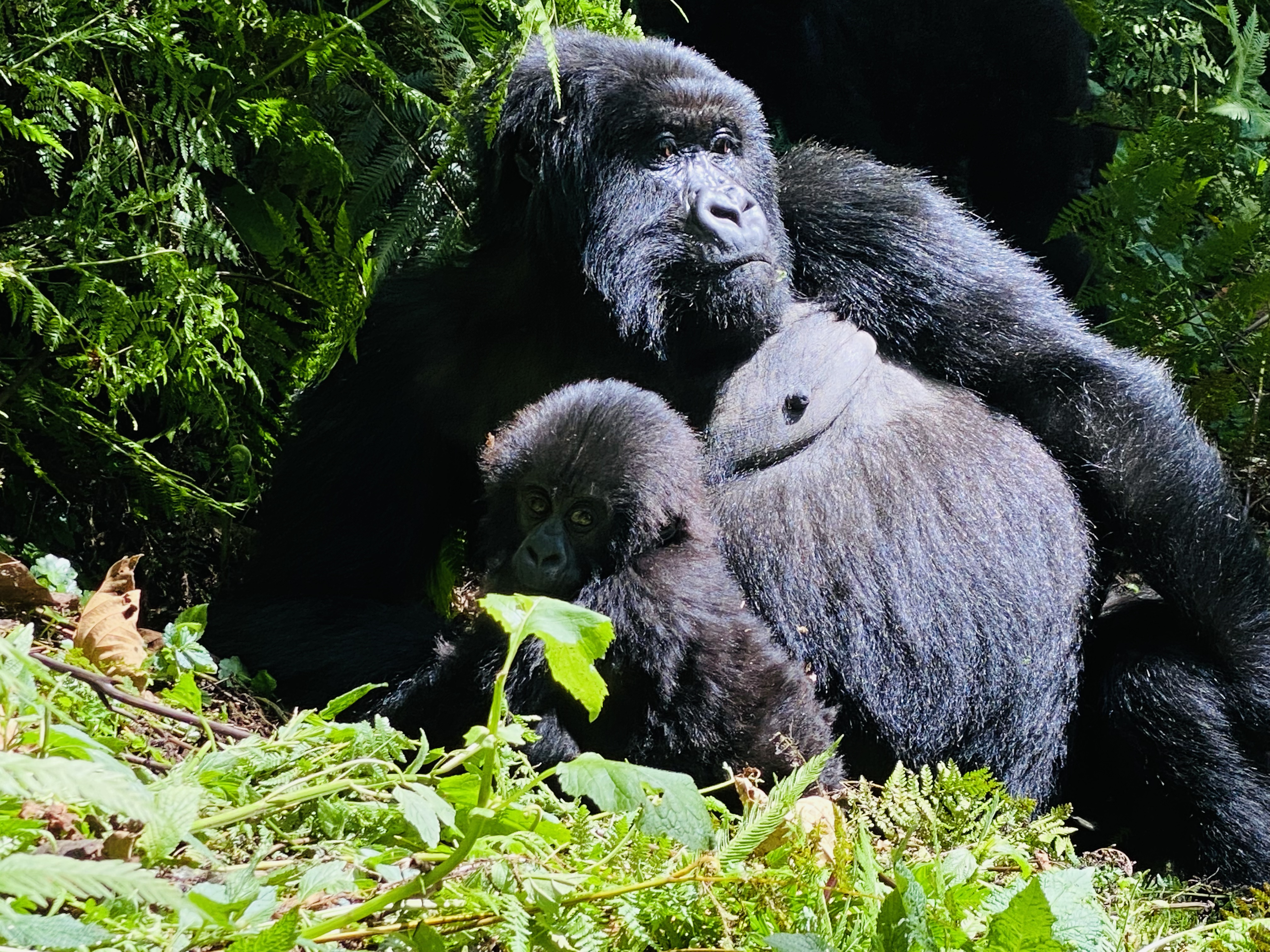 Eine Gorillamutter hält ihr Junges im grünen Blattwerk