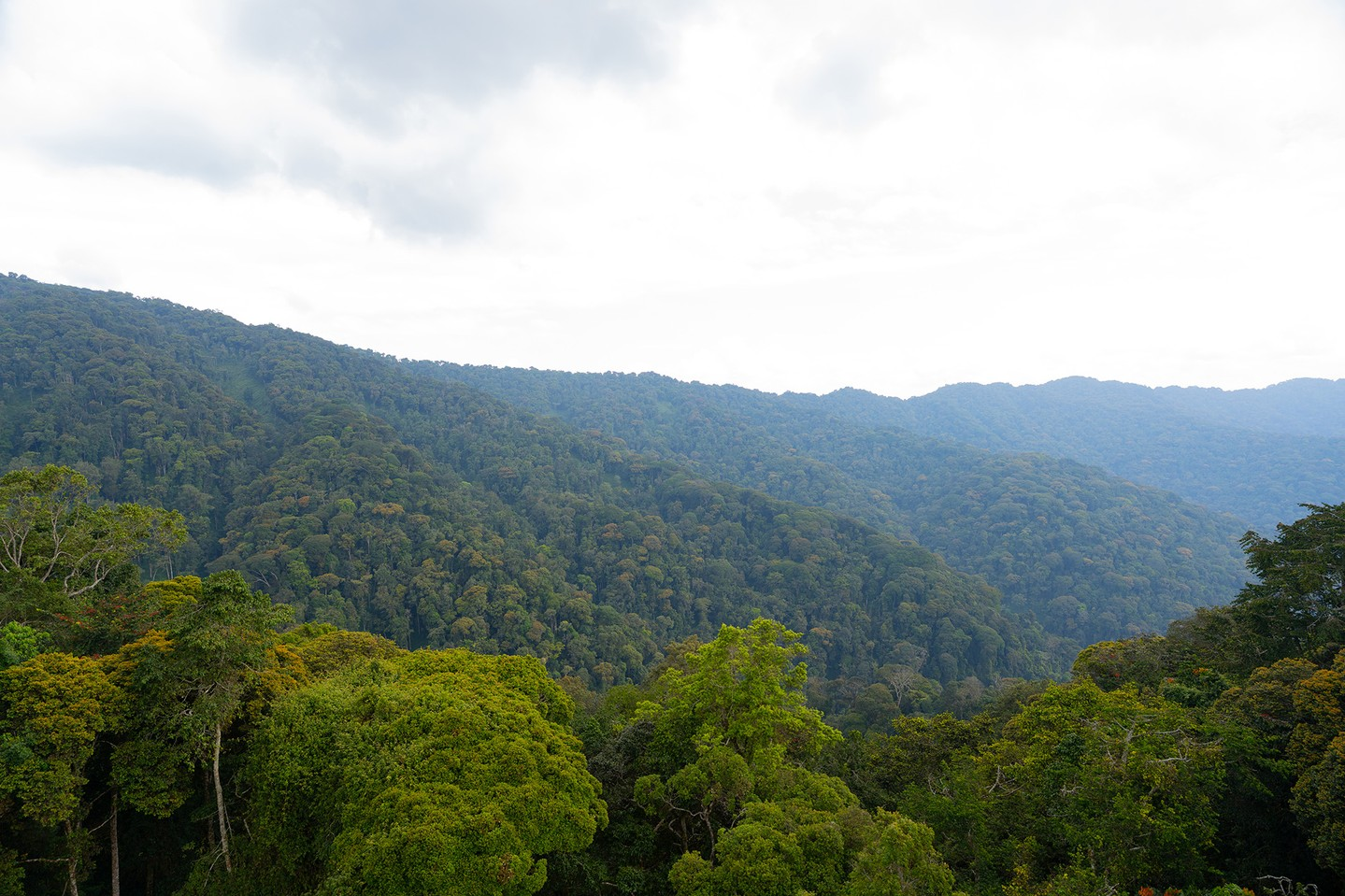 Forested ridges rolling into the distance in Nyungwe National Park