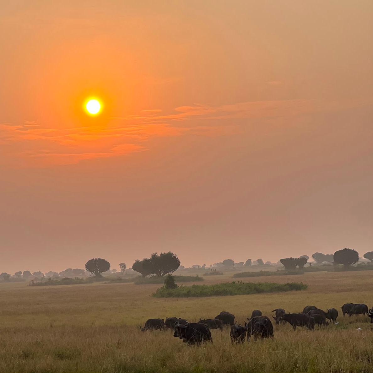 A herd of buffalo on the savanna under an orange sunset sky