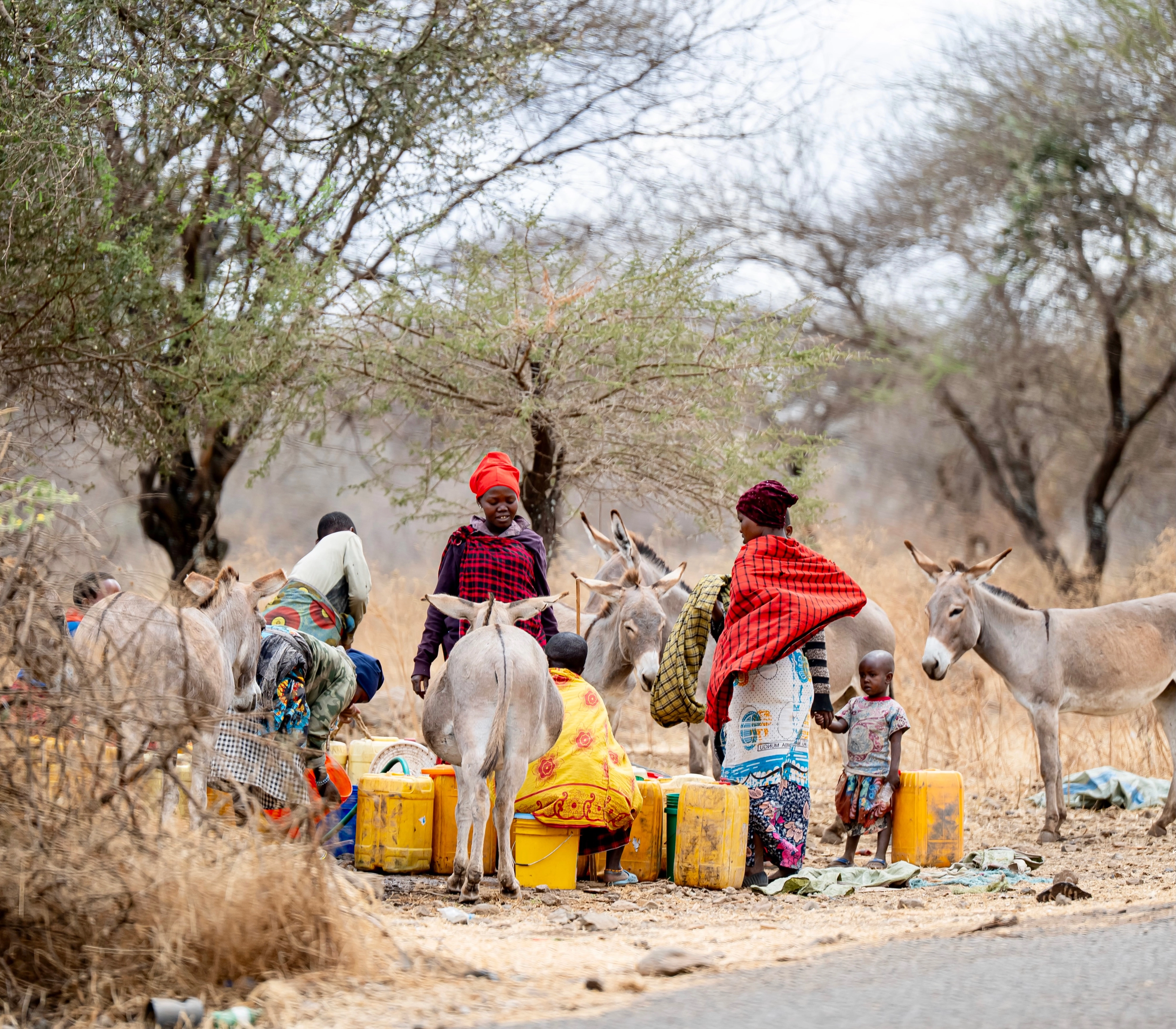 Maasai women and donkeys carrying yellow water containers along a dusty road in northern Tanzania