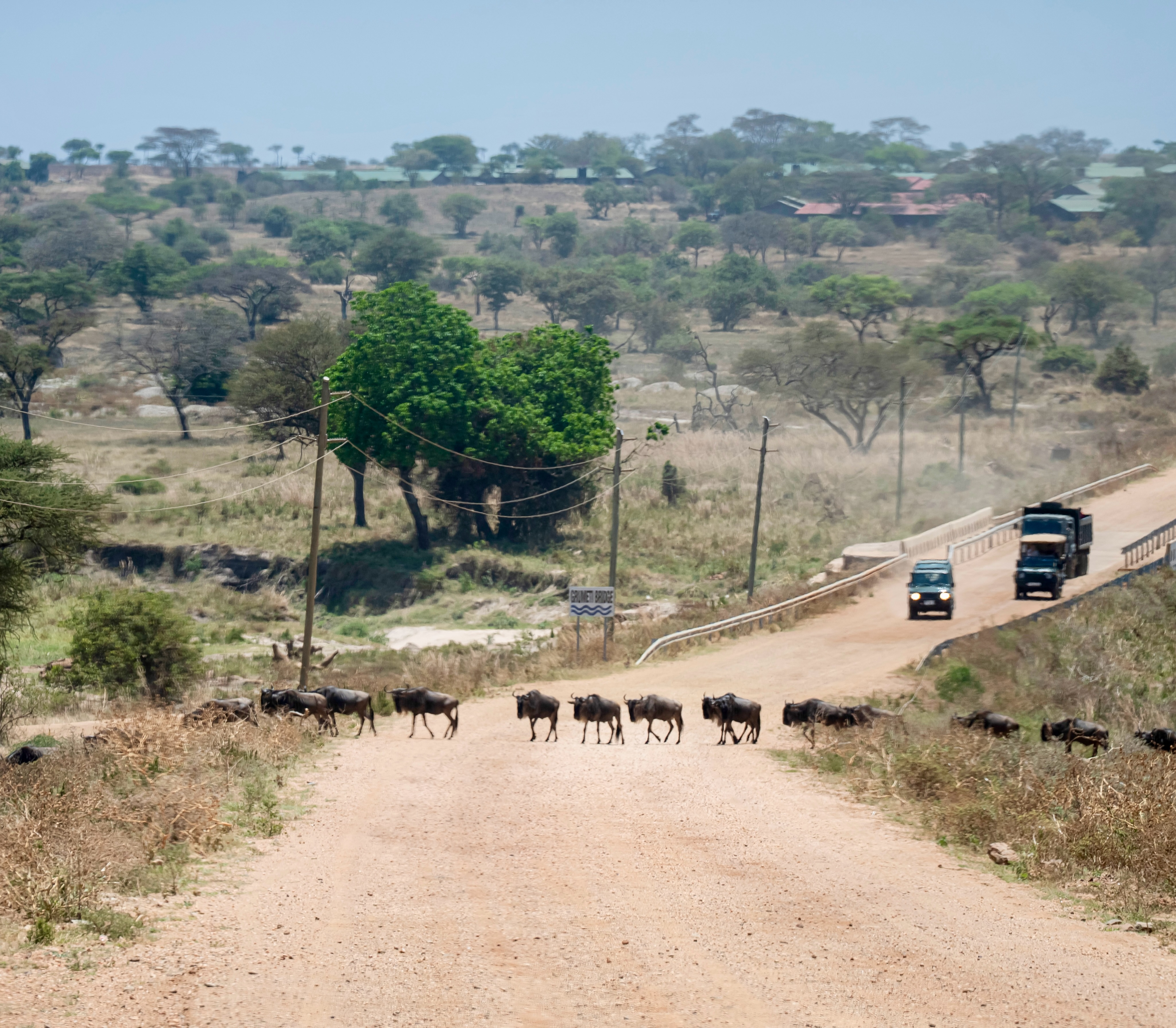 Wildebeest crossing a dirt road with safari vehicles waiting