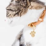 Moonglow Jewelry Pet ID Tags Moonglow Pet Tag in Gold