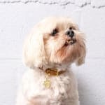 Moonglow Jewelry Pet ID Tags Moonglow Pet Tag in Gold