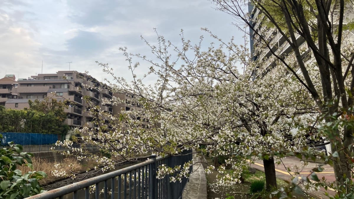 【保土ケ谷区】春のお出かけを楽しもう！～お花見特集2026～