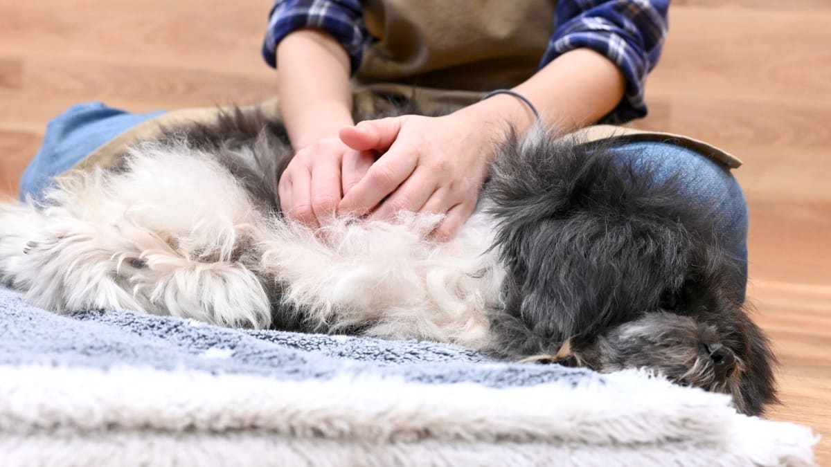 ワンちゃんの整体って！？実際にのぞいてみた！