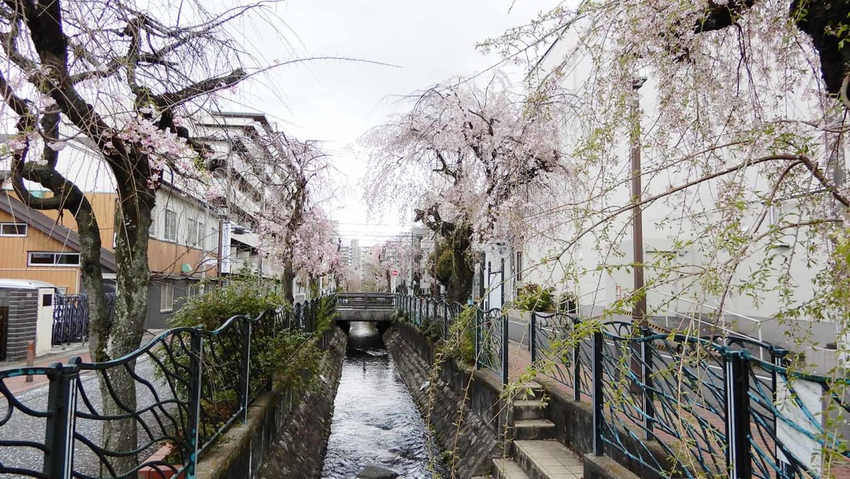 【高津区】春のお出かけを楽しもう！～お花見特集2026～